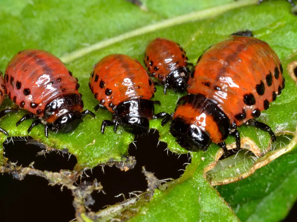 colorado potato beetle