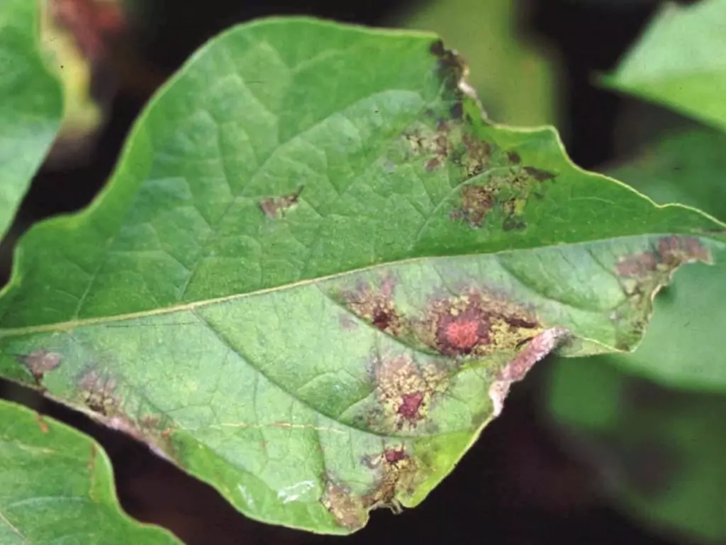 infected potato plant