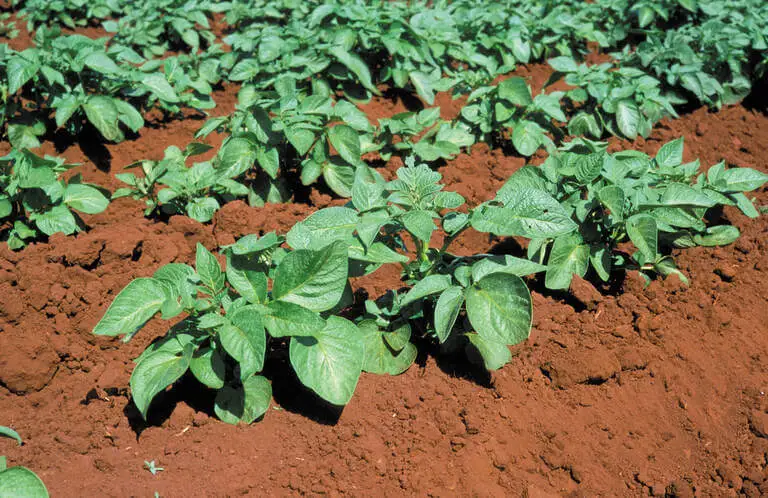 How to plant potatoes in 6 steps