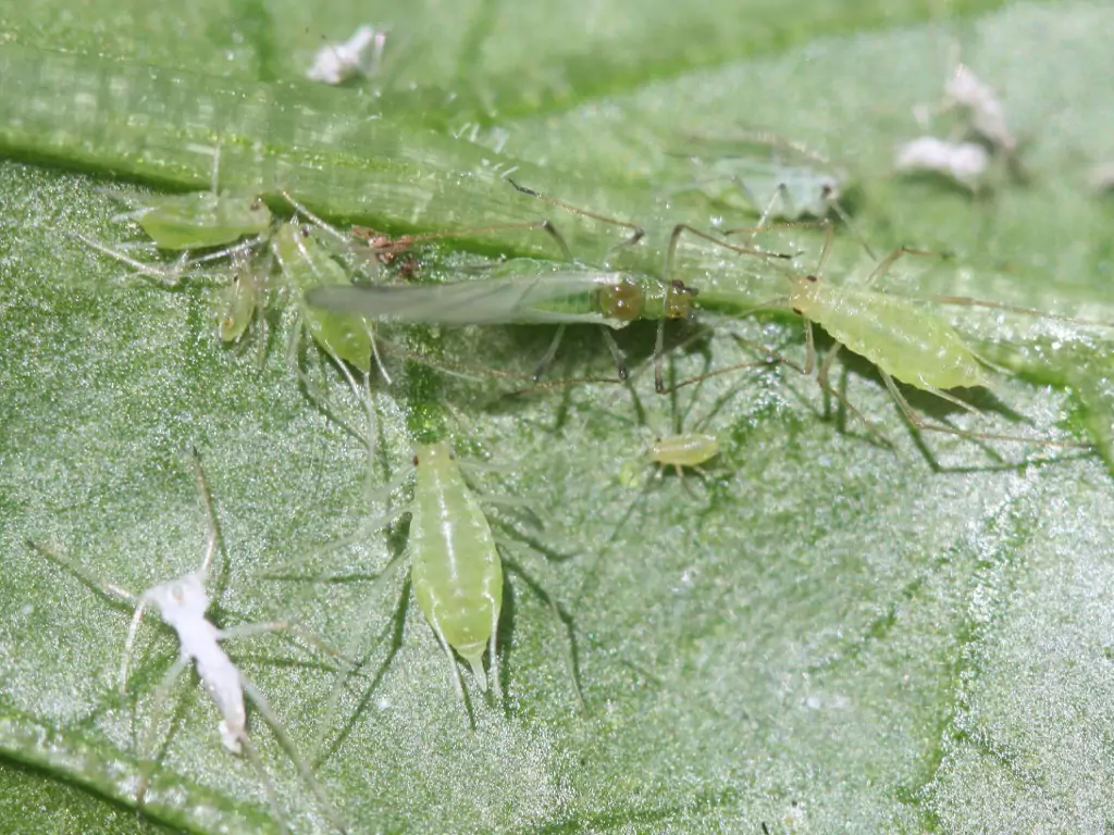 potato aphids