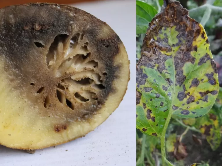 potato pests and diseases