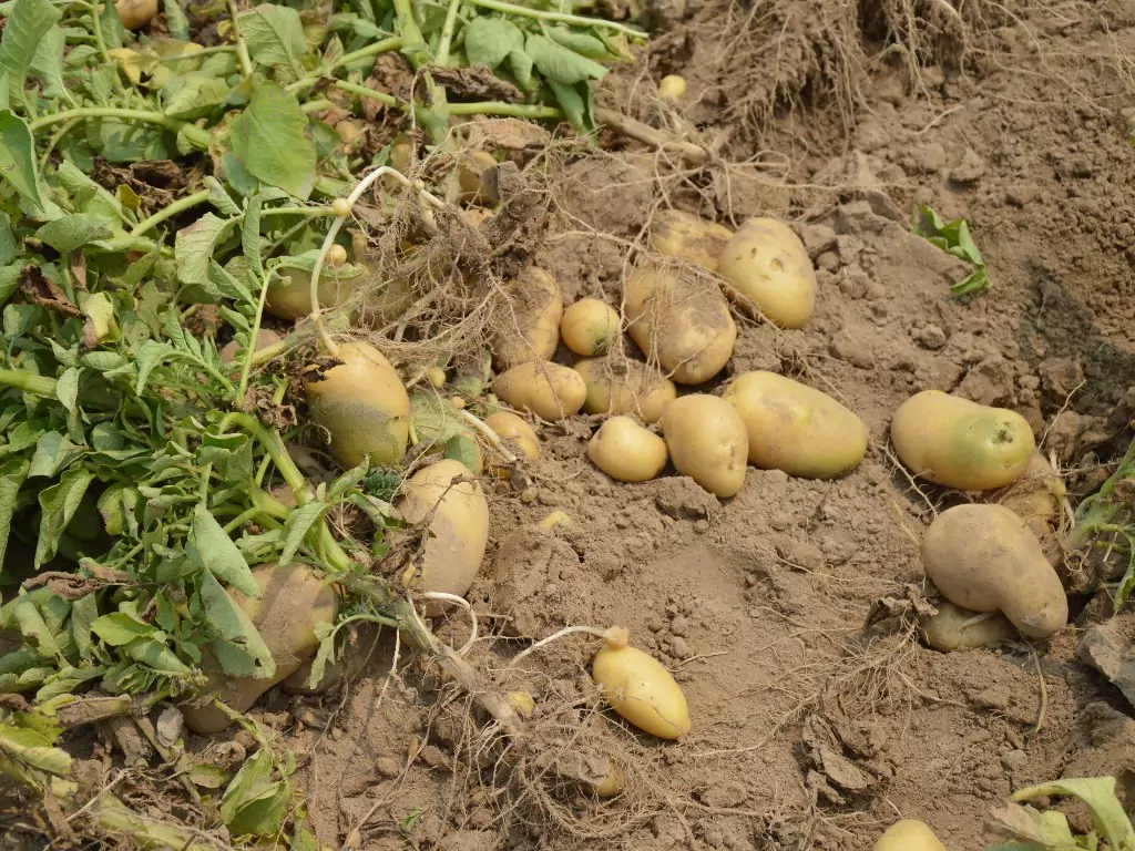 potato pests prevention