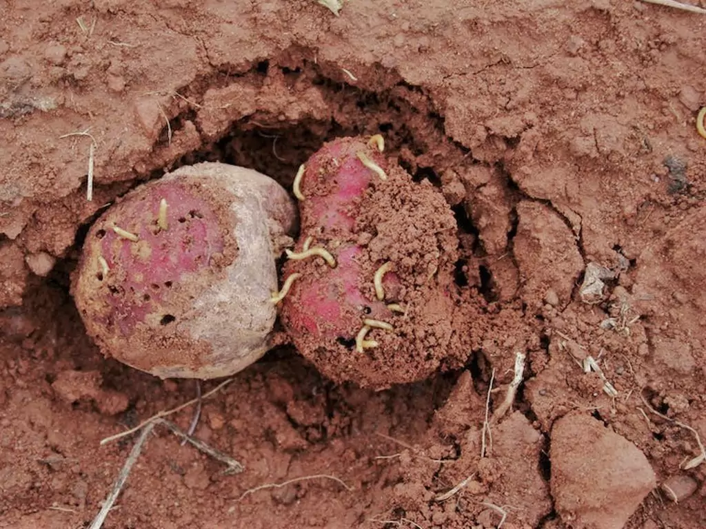 potato wireworms