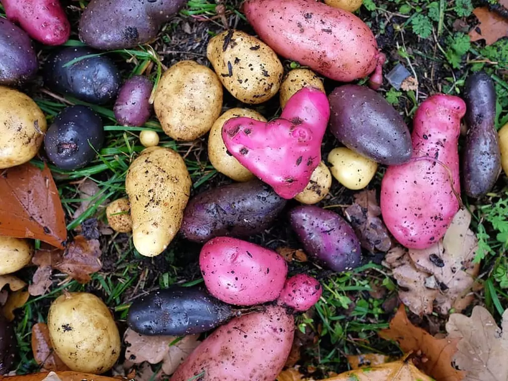 potatoes-harvest-autumn-color