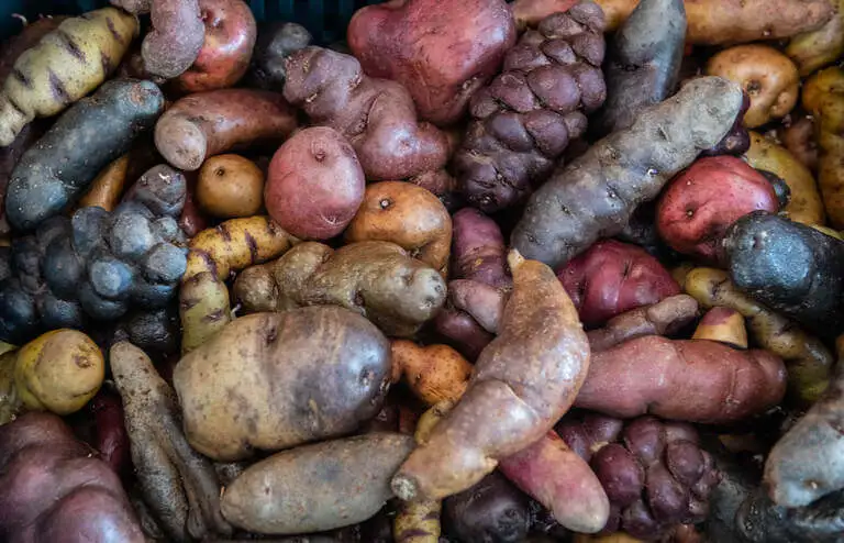 variety of potato